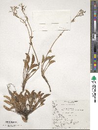 Valeriana carnosa image