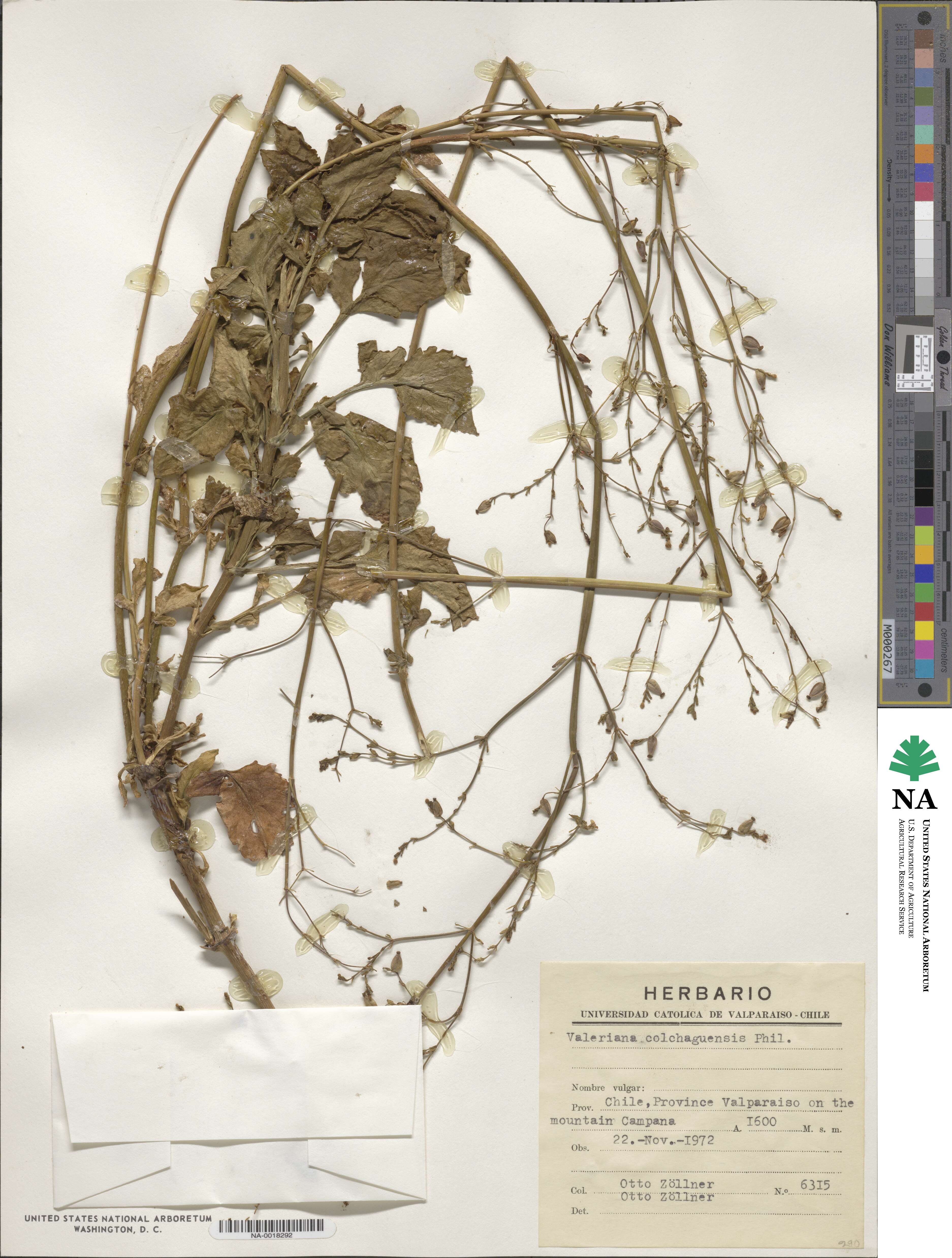Valeriana lepidota image