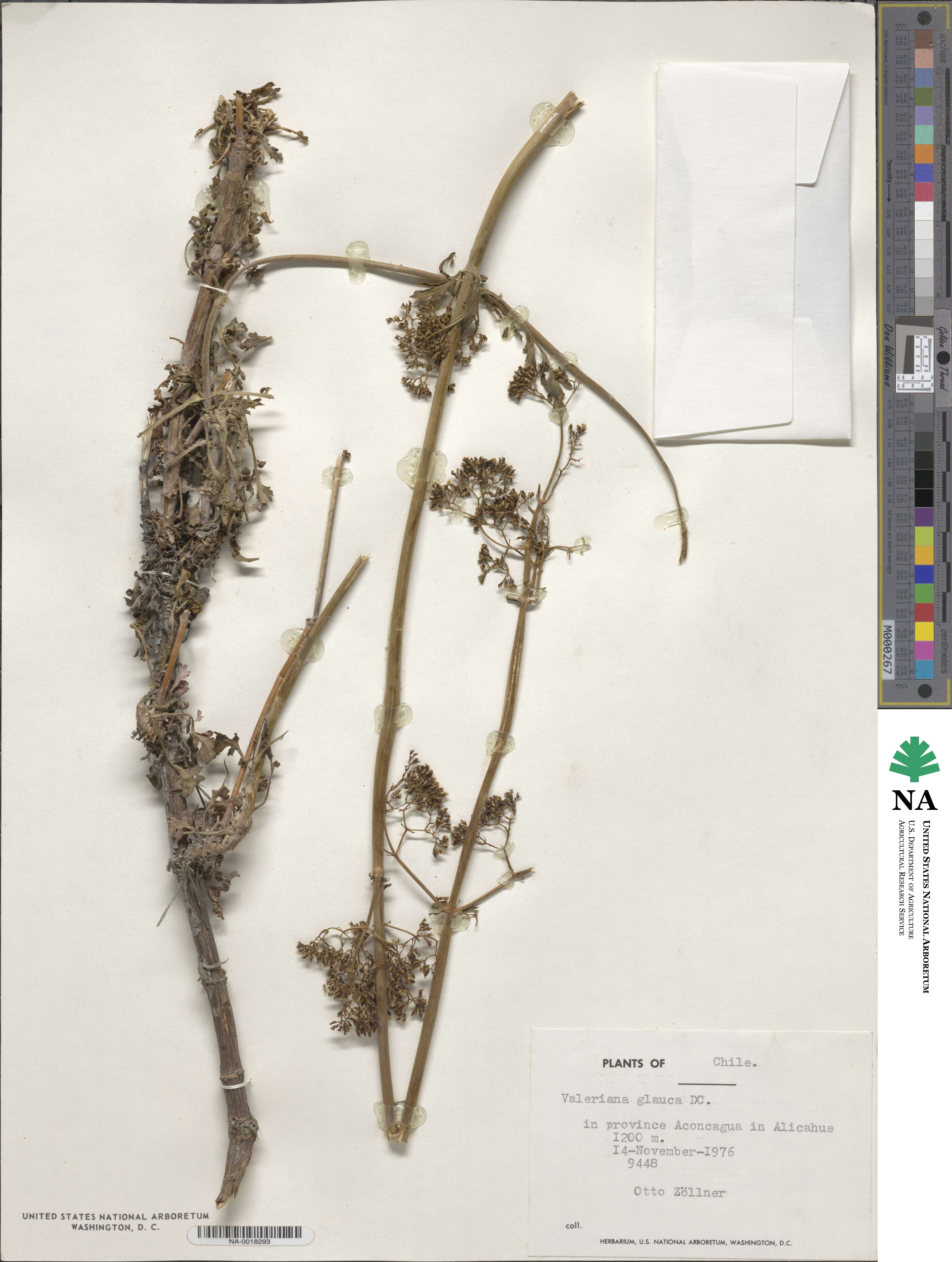 Valeriana stricta image