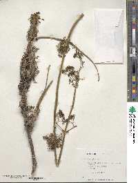 Valeriana stricta image