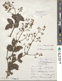 Image of Valeriana crassifolia