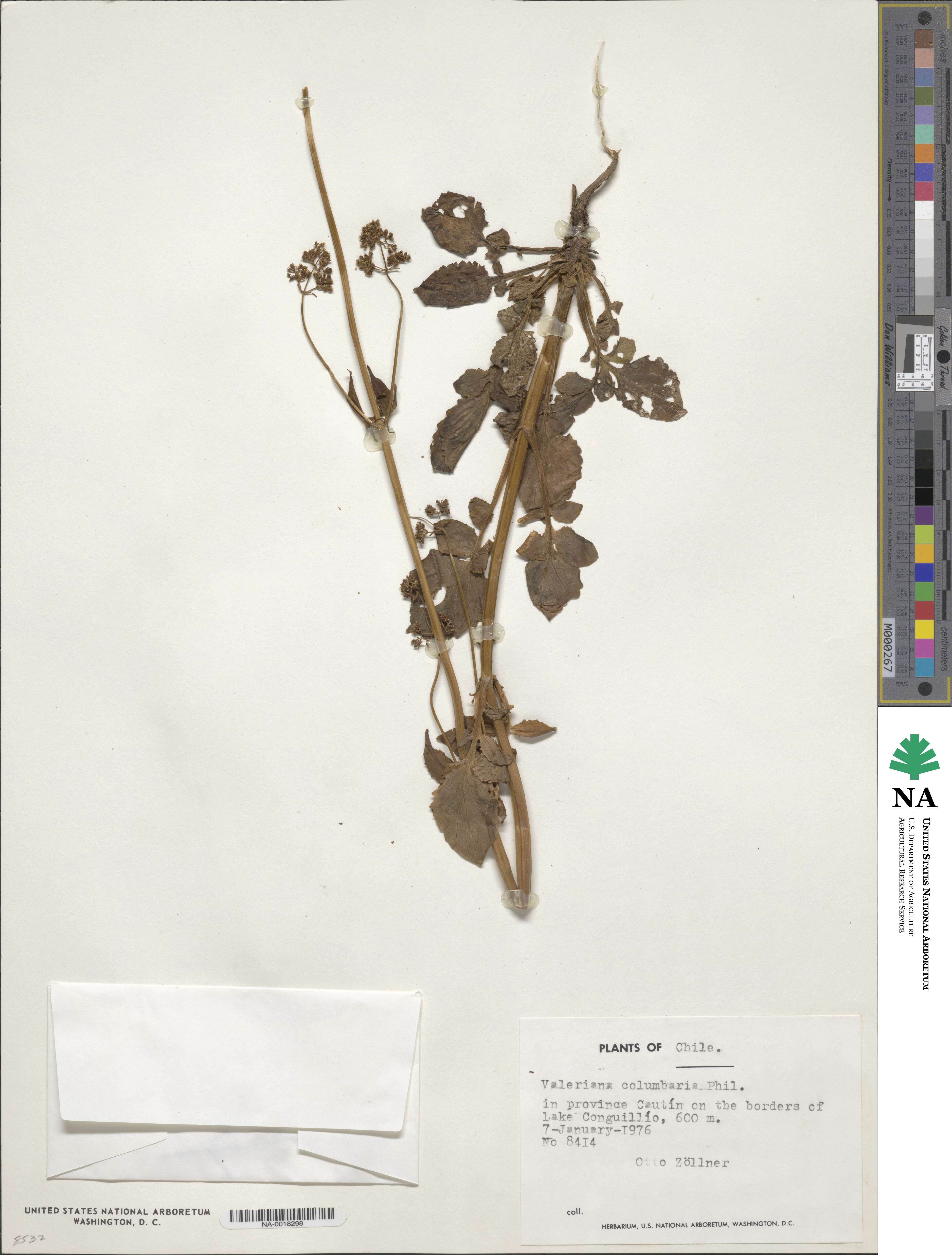 Valeriana hebecarpa image