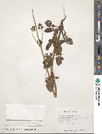 Valeriana hebecarpa image