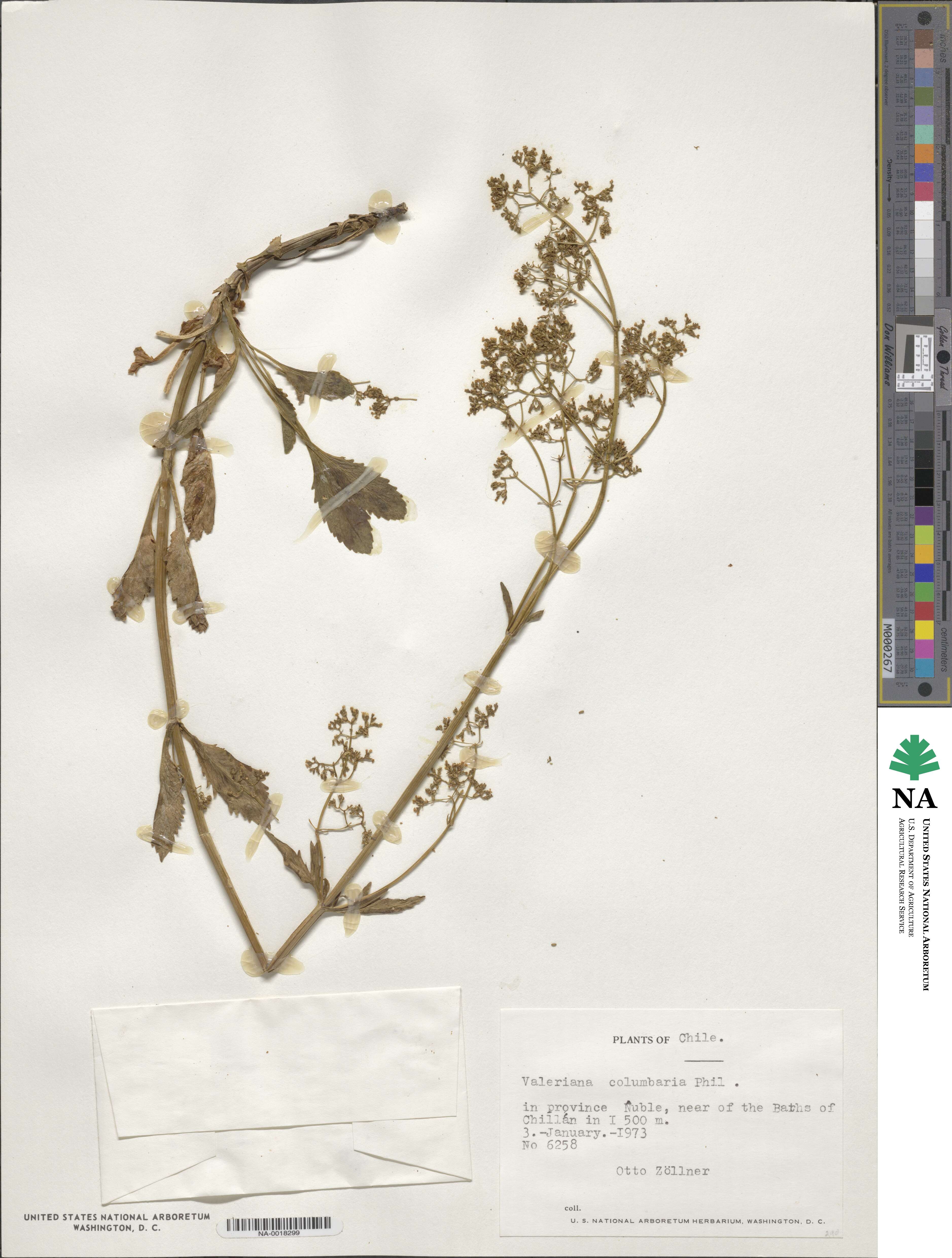 Valeriana hebecarpa image