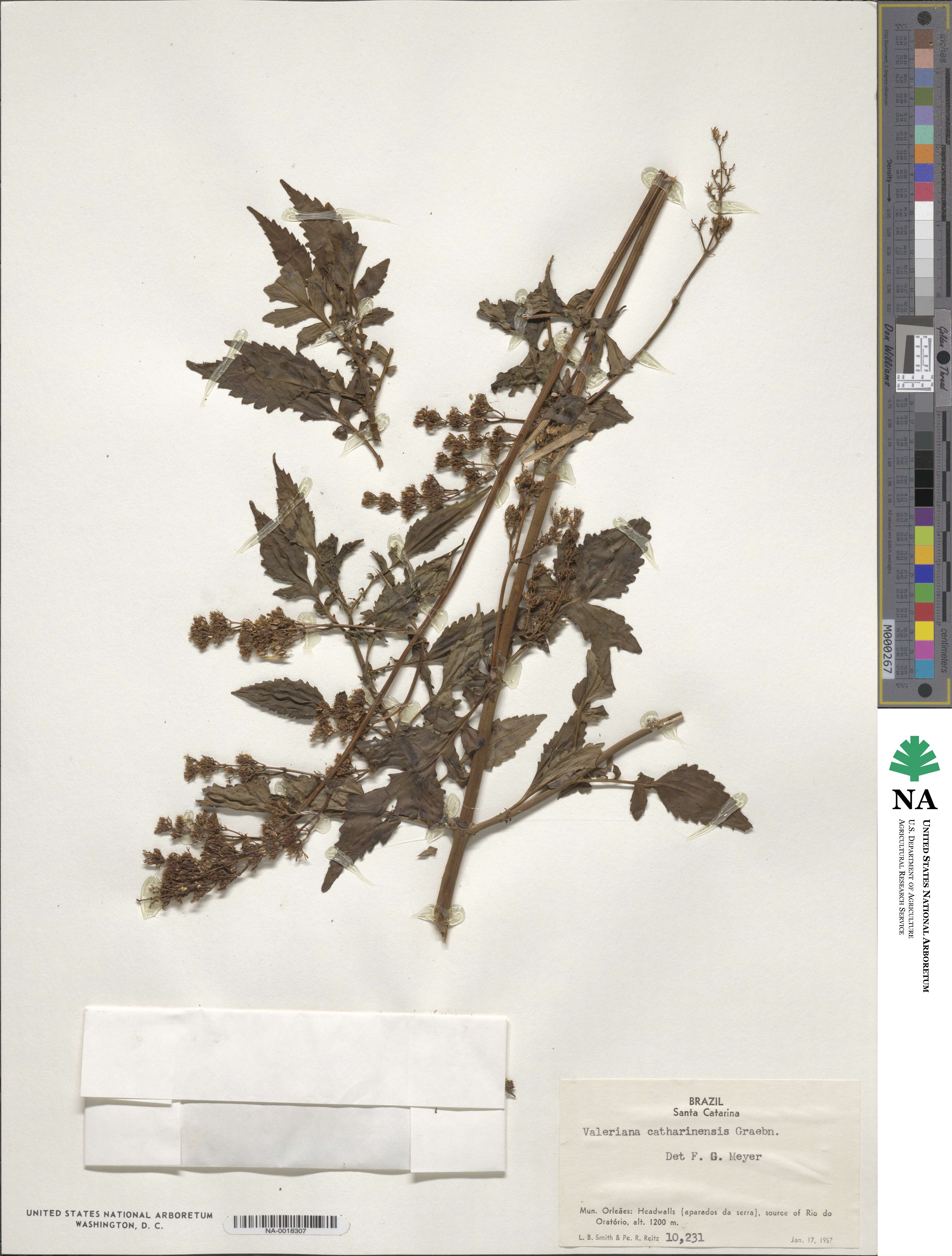 Valeriana catharinensis image