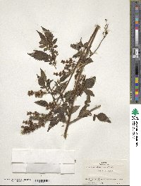 Valeriana catharinensis image