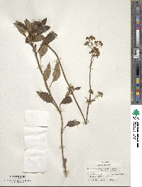 Valeriana catharinensis image