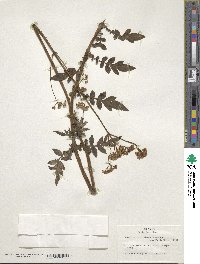 Valeriana catharinensis image