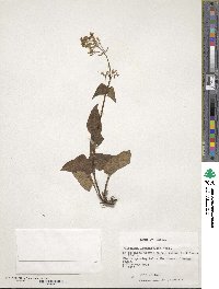 Valeriana lapathifolia image