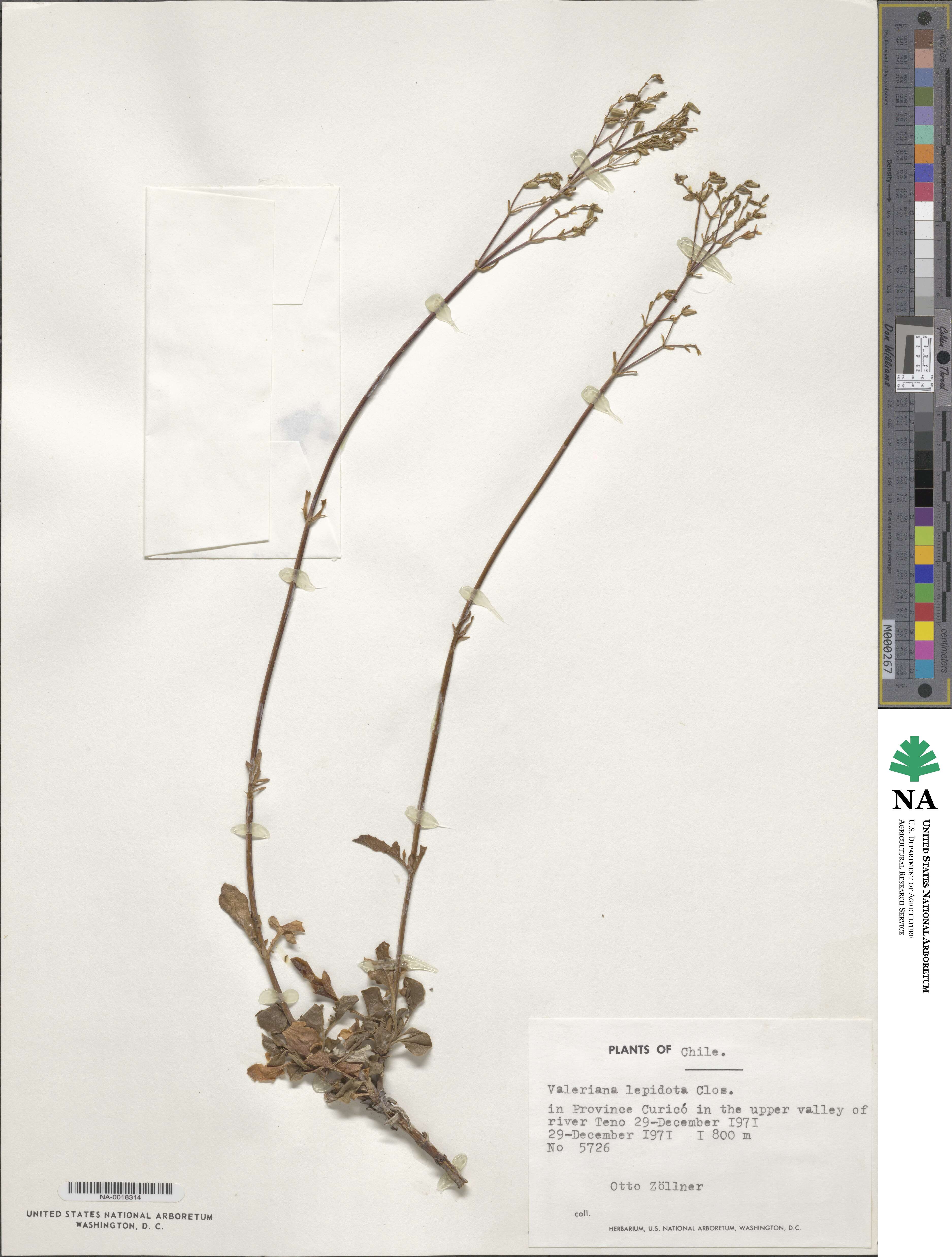 Valeriana lepidota image