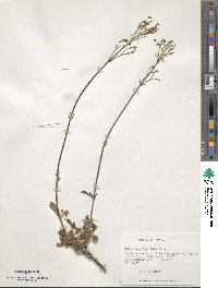 Valeriana lepidota image