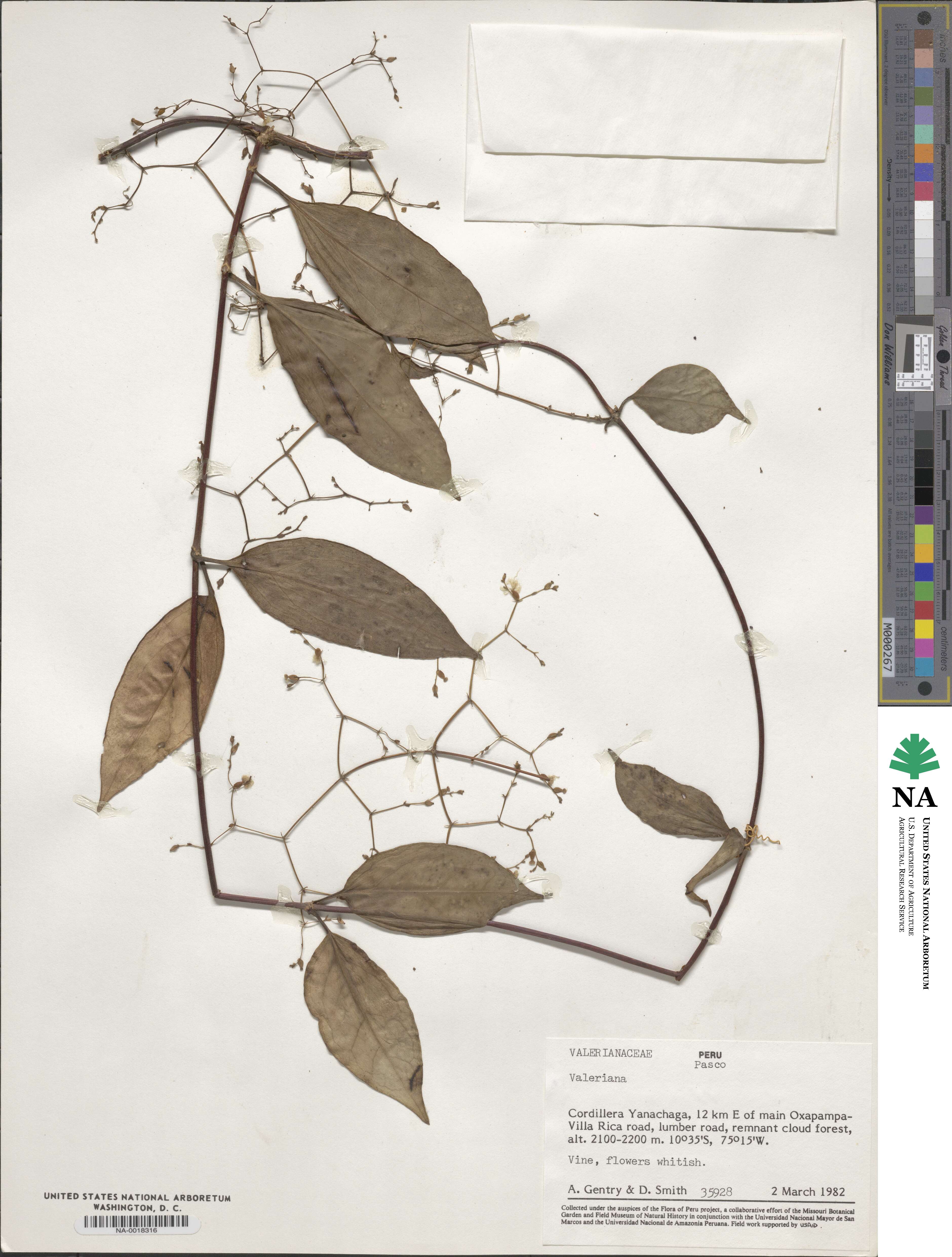 Valeriana pratensis subsp. angustifolia image