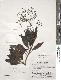 Valeriana laurifolia image