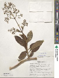 Valeriana laurifolia image