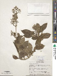 Valeriana laurifolia image