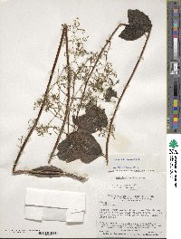 Valeriana laurifolia image