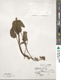 Valeriana lapathifolia image