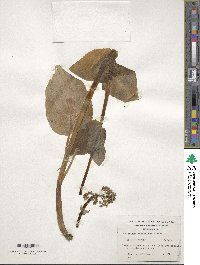 Valeriana lapathifolia image