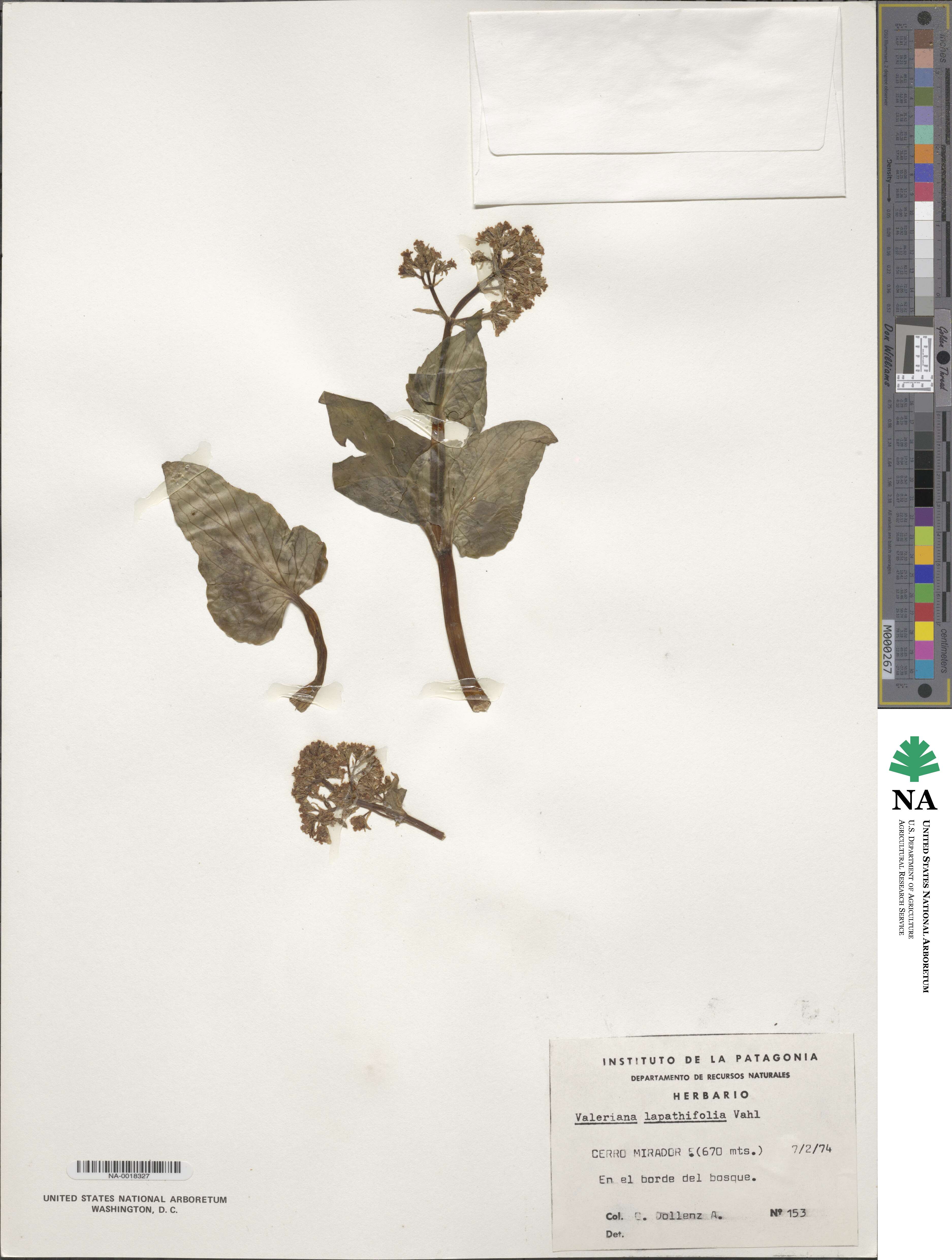 Valeriana lapathifolia image