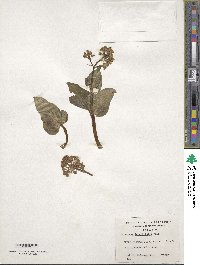 Valeriana lapathifolia image