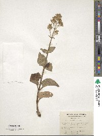 Valeriana lapathifolia image