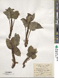 Valeriana lapathifolia image