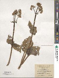 Valeriana lapathifolia image