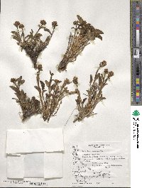 Valeriana carnosa image