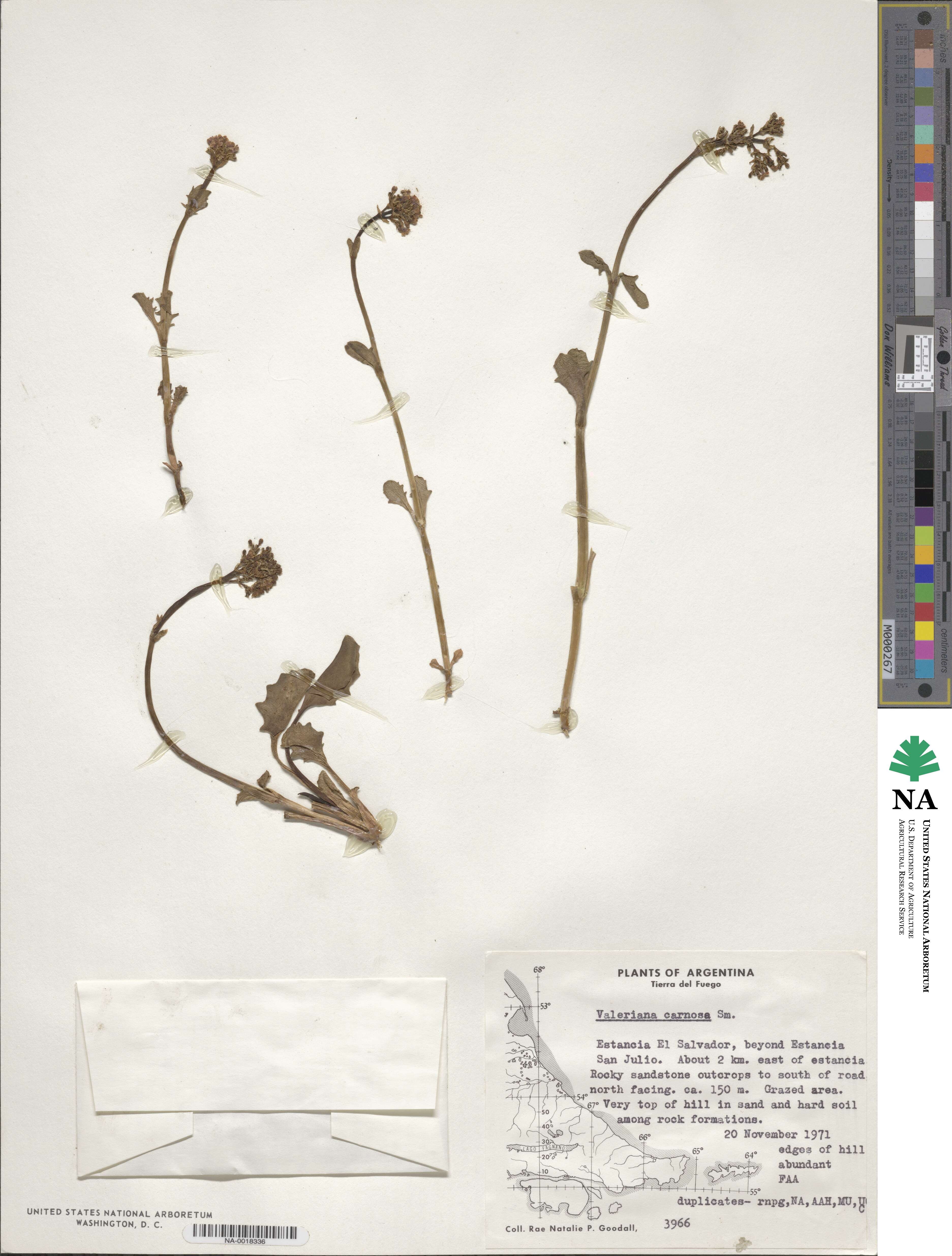 Valeriana carnosa image