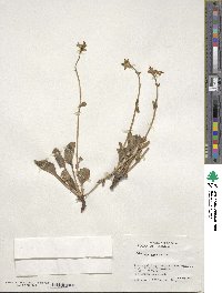 Valeriana carnosa image