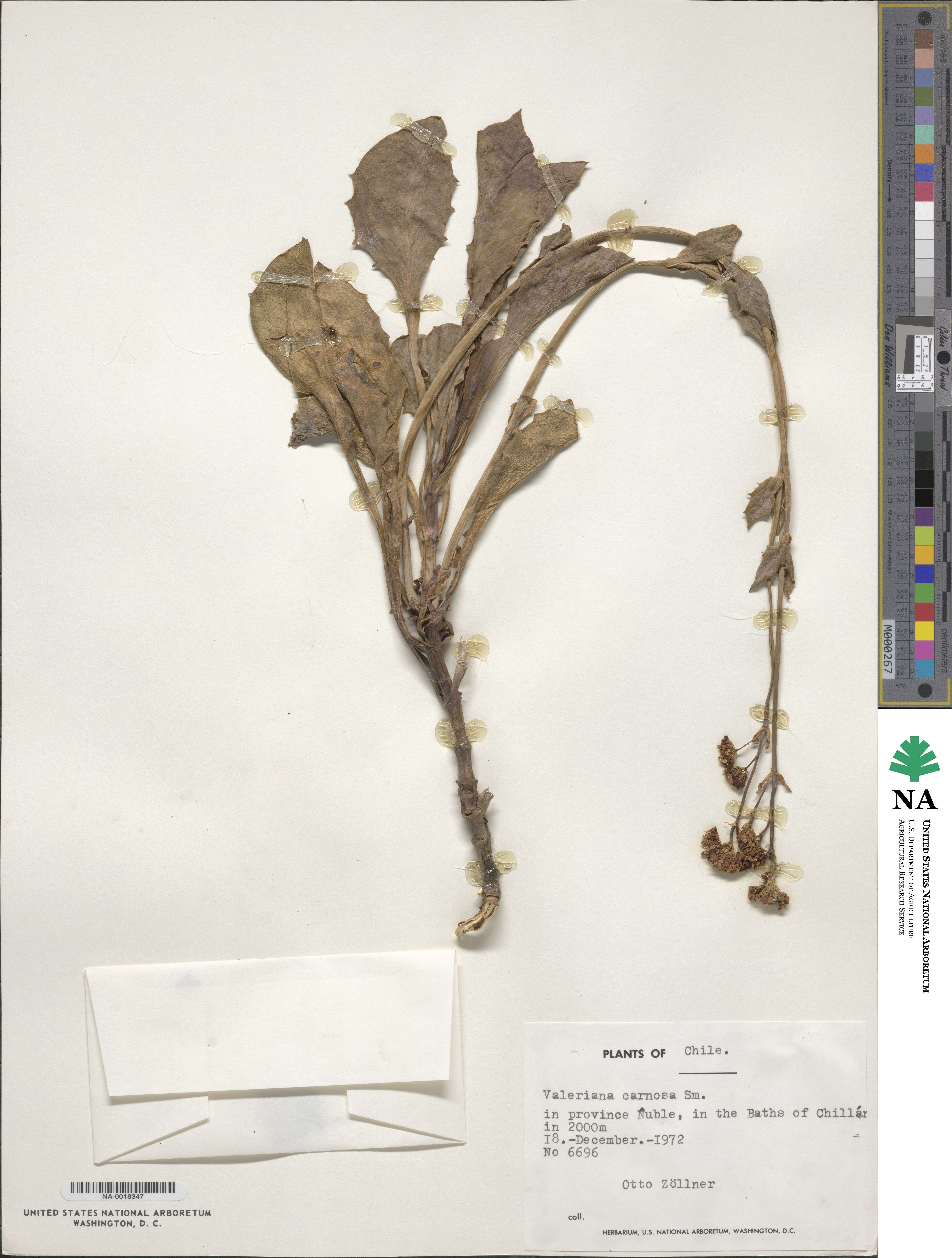Valeriana carnosa image
