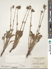 Valeriana carnosa image