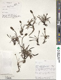 Valeriana pratensis subsp. angustifolia image