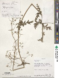 Valeriana pratensis image