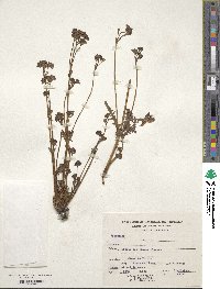 Valeriana pratensis image