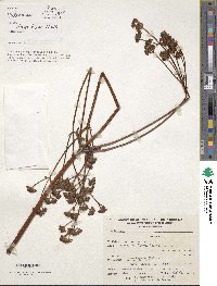 Valeriana pratensis image