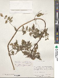 Valeriana chaerophylloides image