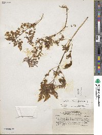 Valeriana chaerophylloides image