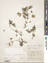 Valeriana chaerophylloides image