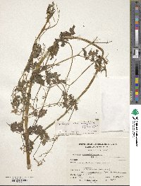 Valeriana chaerophylloides image