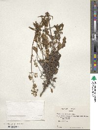 Valeriana obtusifolia image