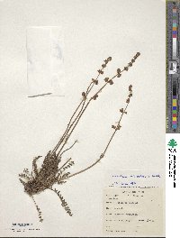 Valeriana micropterina image