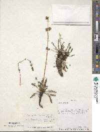 Valeriana micropterina image