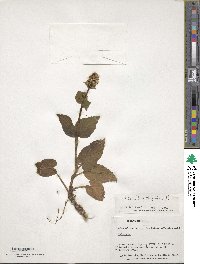 Valeriana lapathifolia image