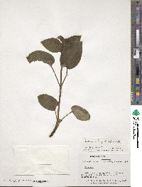 Valeriana lapathifolia image