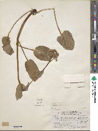 Valeriana lapathifolia image