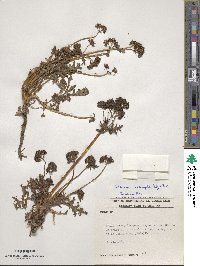 Valeriana interrupta image