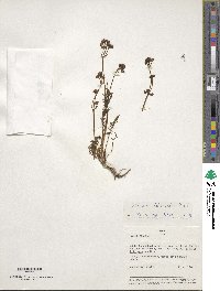 Valeriana interrupta image