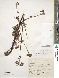 Valeriana interrupta image