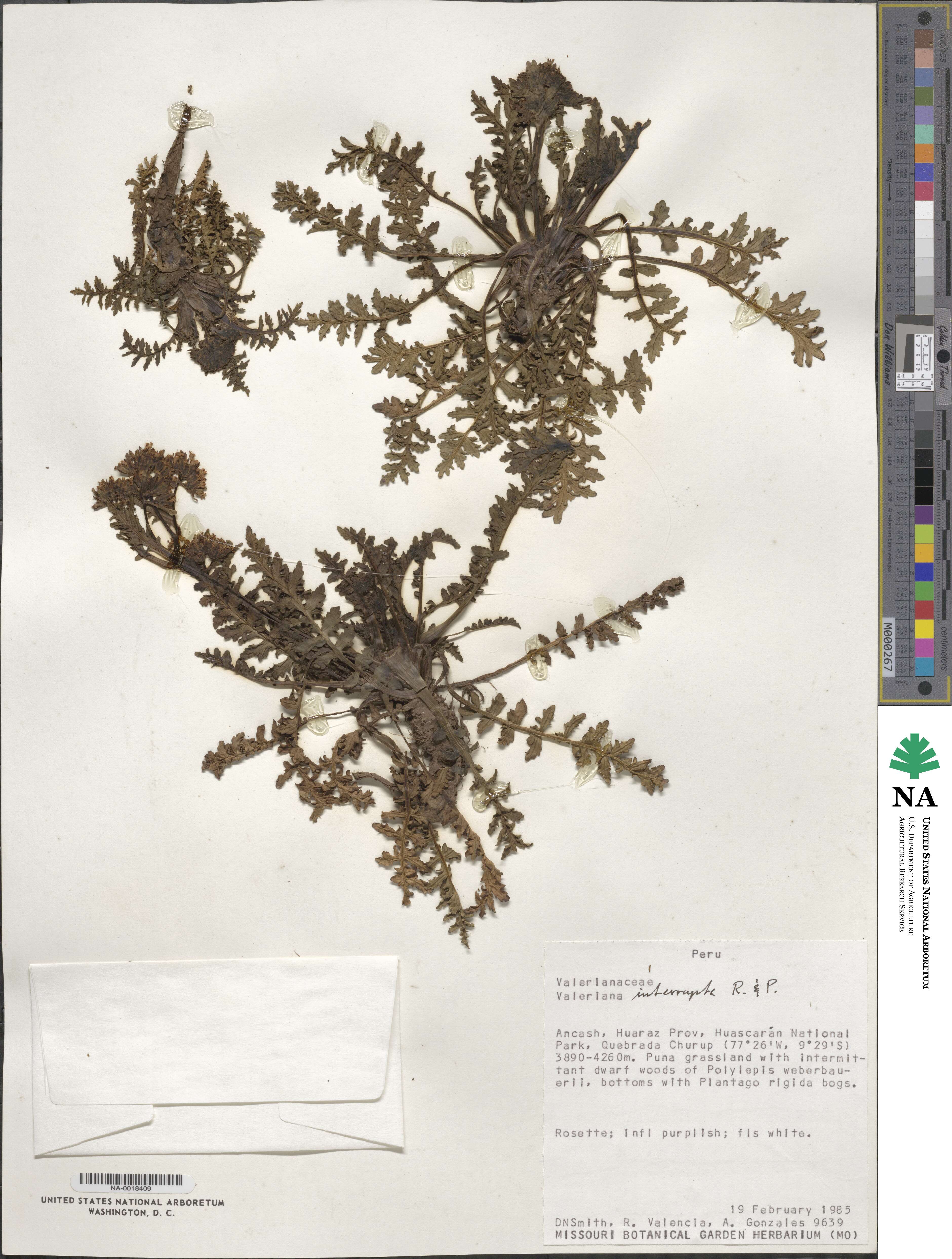 Valeriana interrupta image